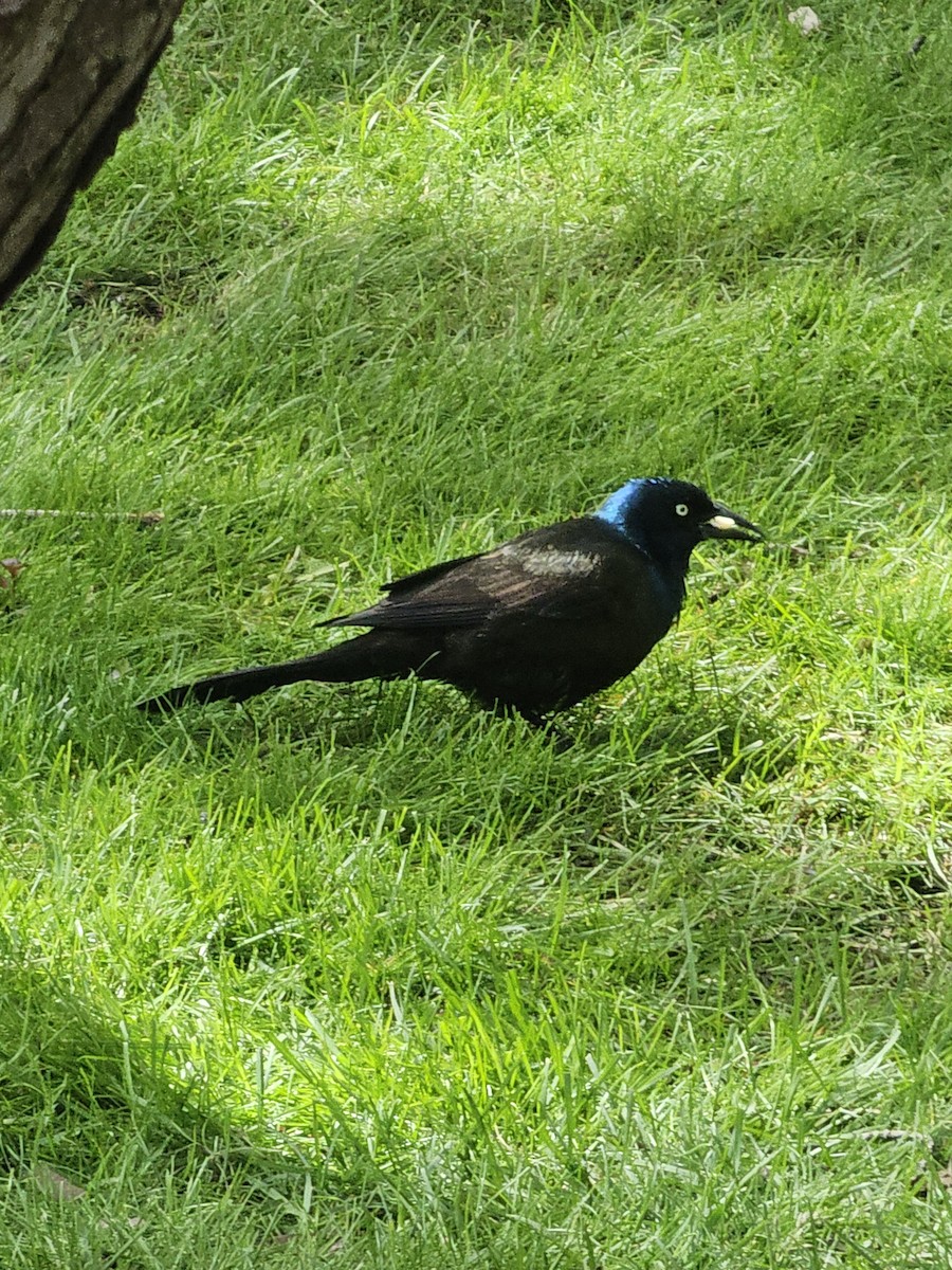 Common Grackle - ML619816292