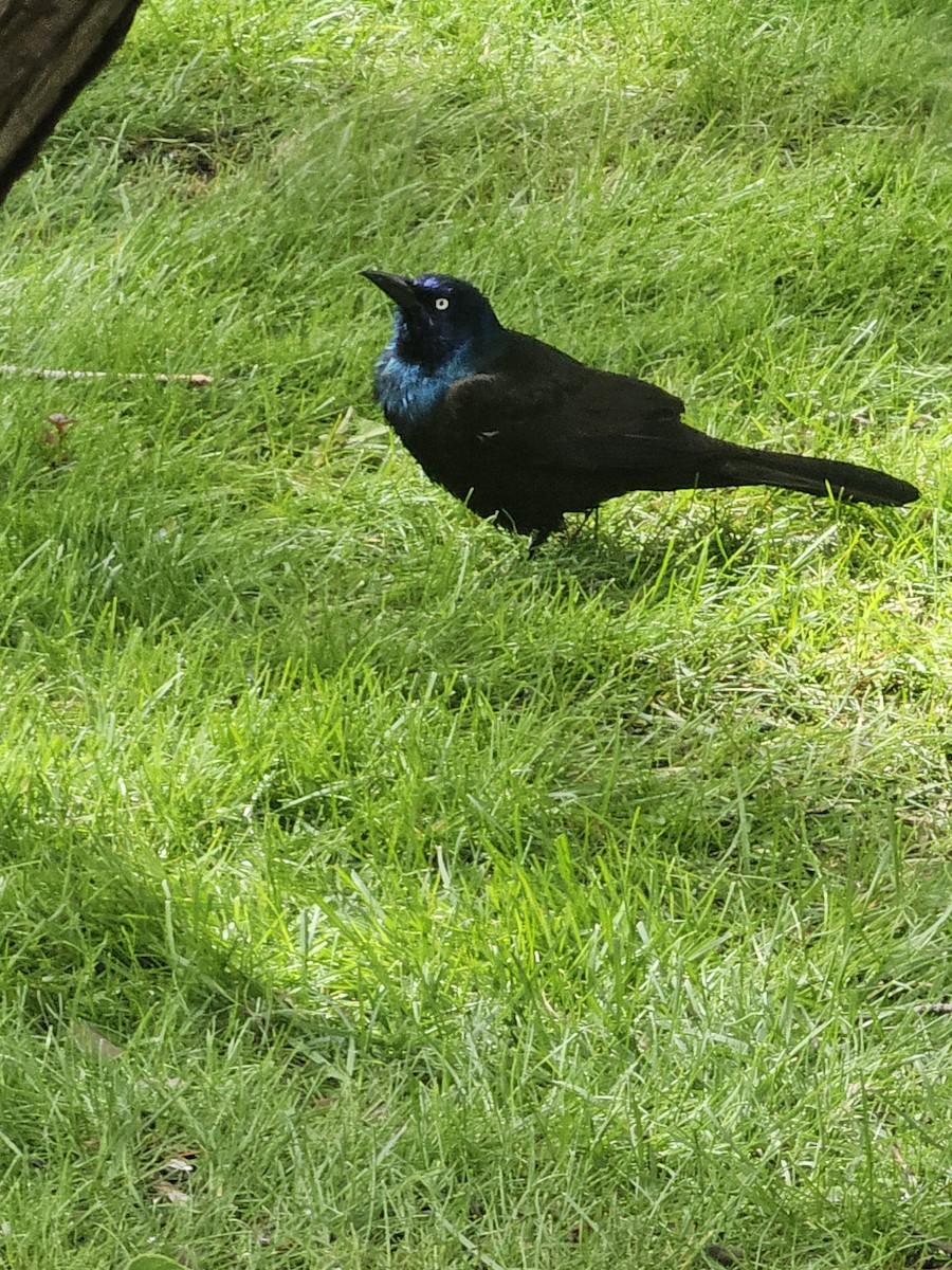 Common Grackle - ML619816293