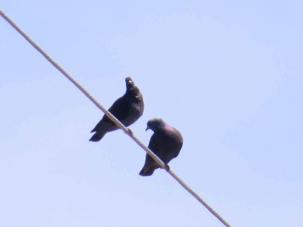 Rock Pigeon (Feral Pigeon) - ML619816297