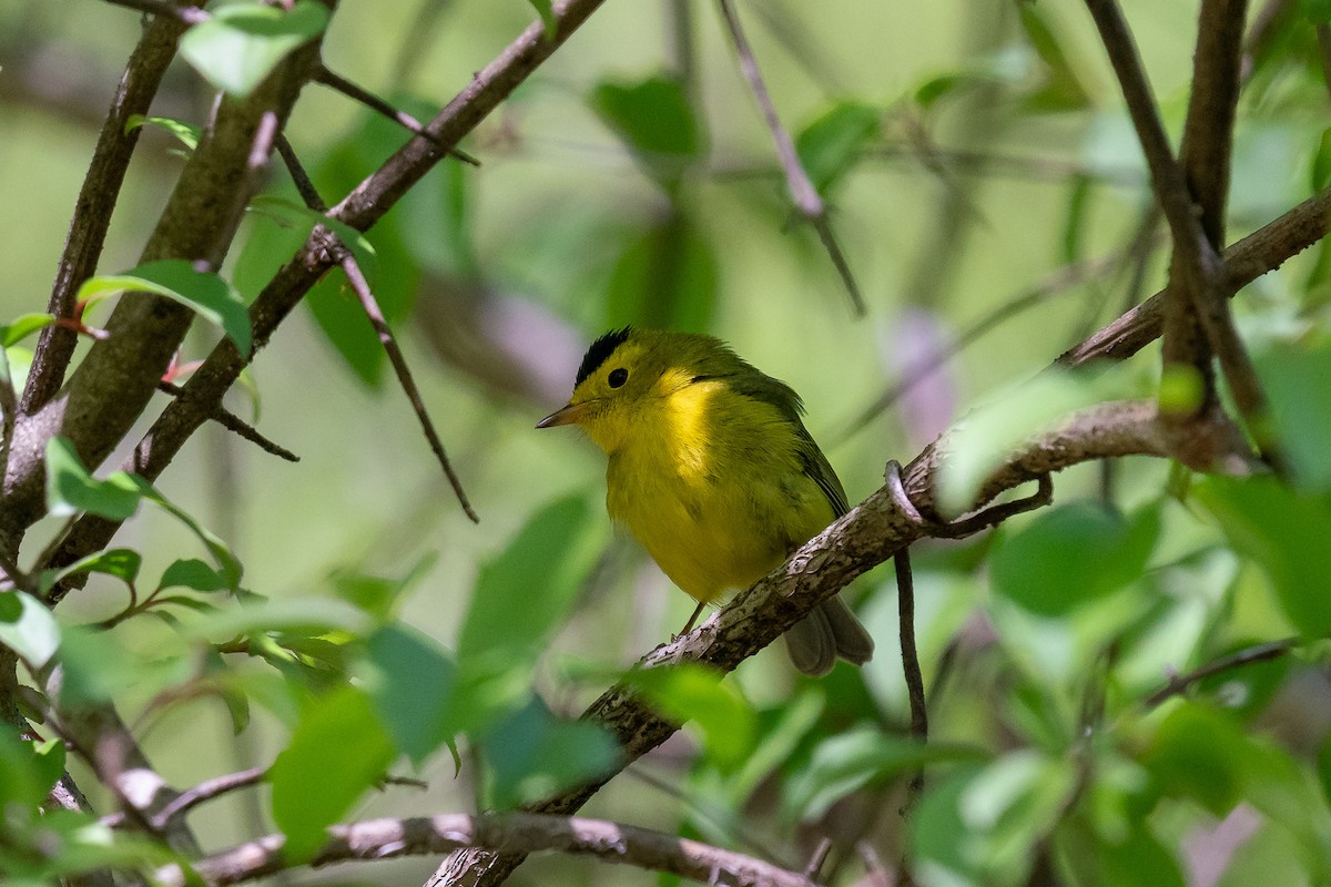 Wilson's Warbler - ML619816303