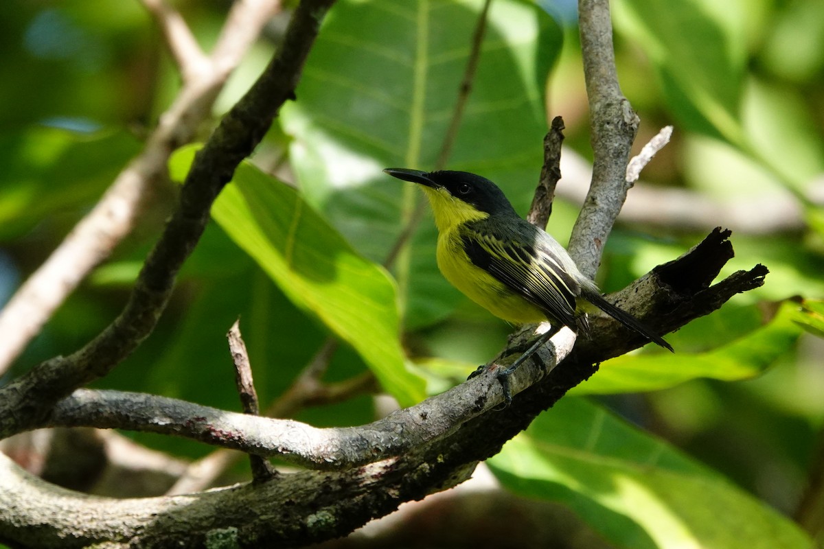 Common Tody-Flycatcher - ML619816306