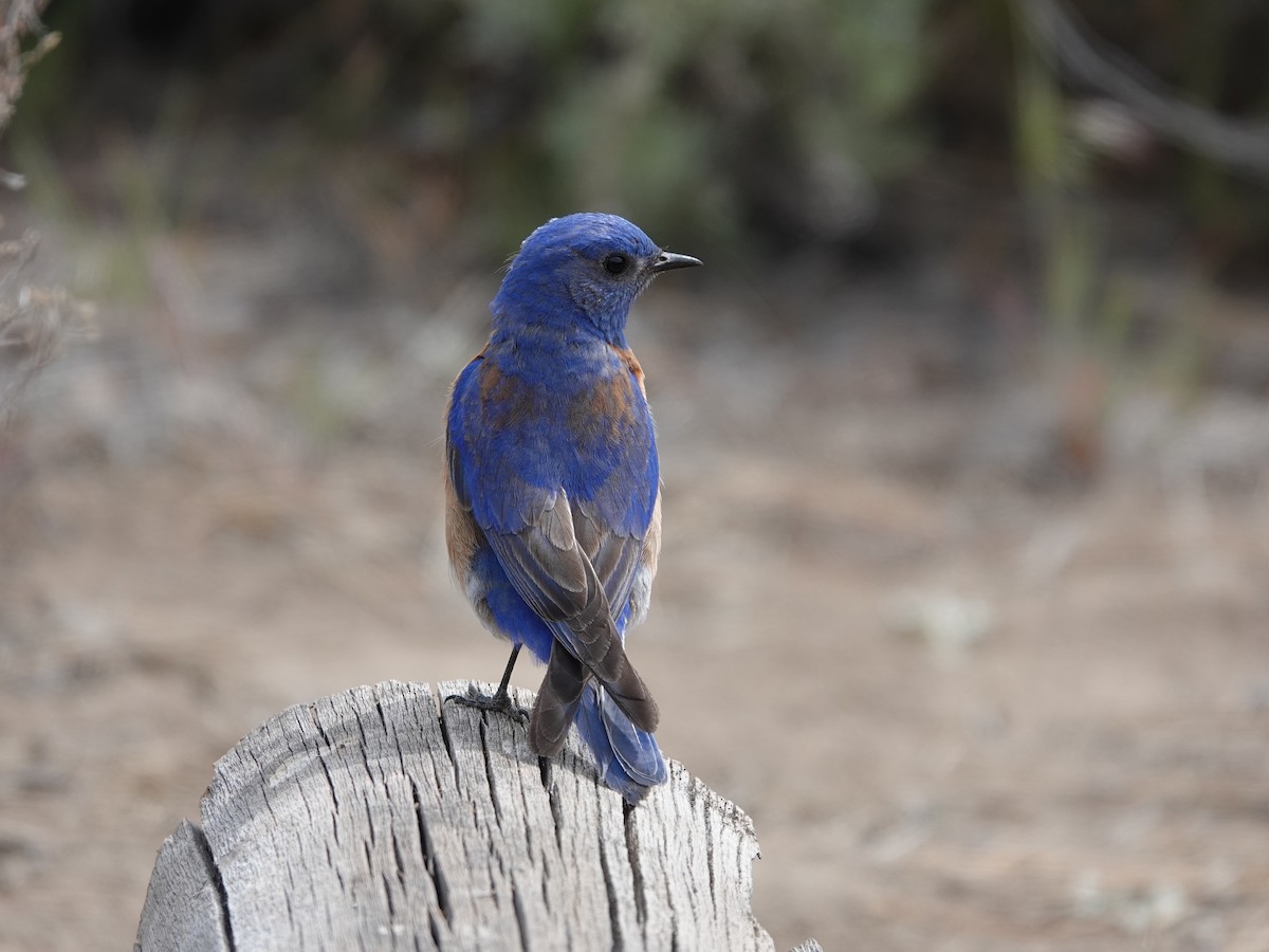 Western Bluebird - Donna Nordstrom