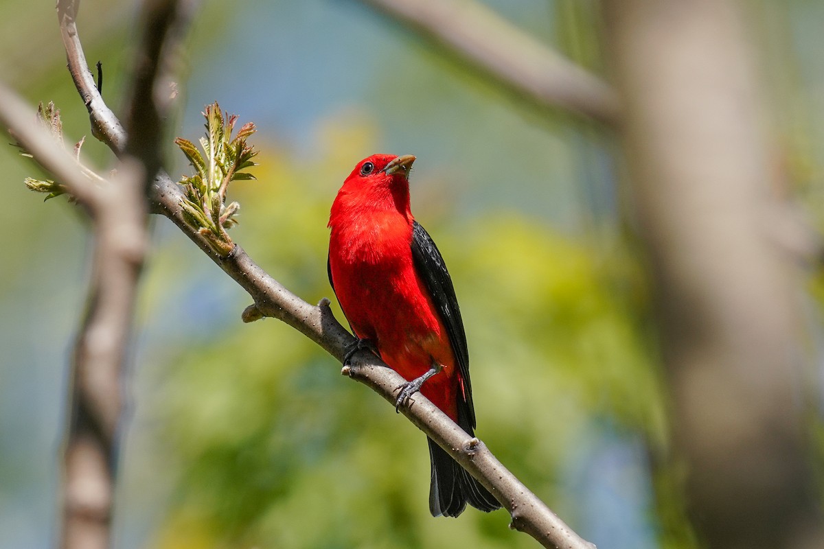 Scarlet Tanager - ML619816310