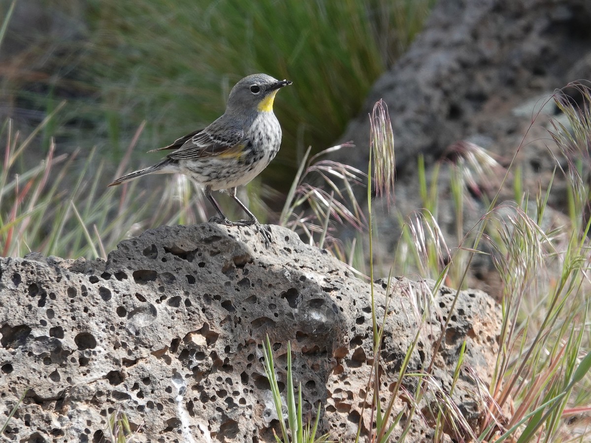 Yellow-rumped Warbler - ML619816319