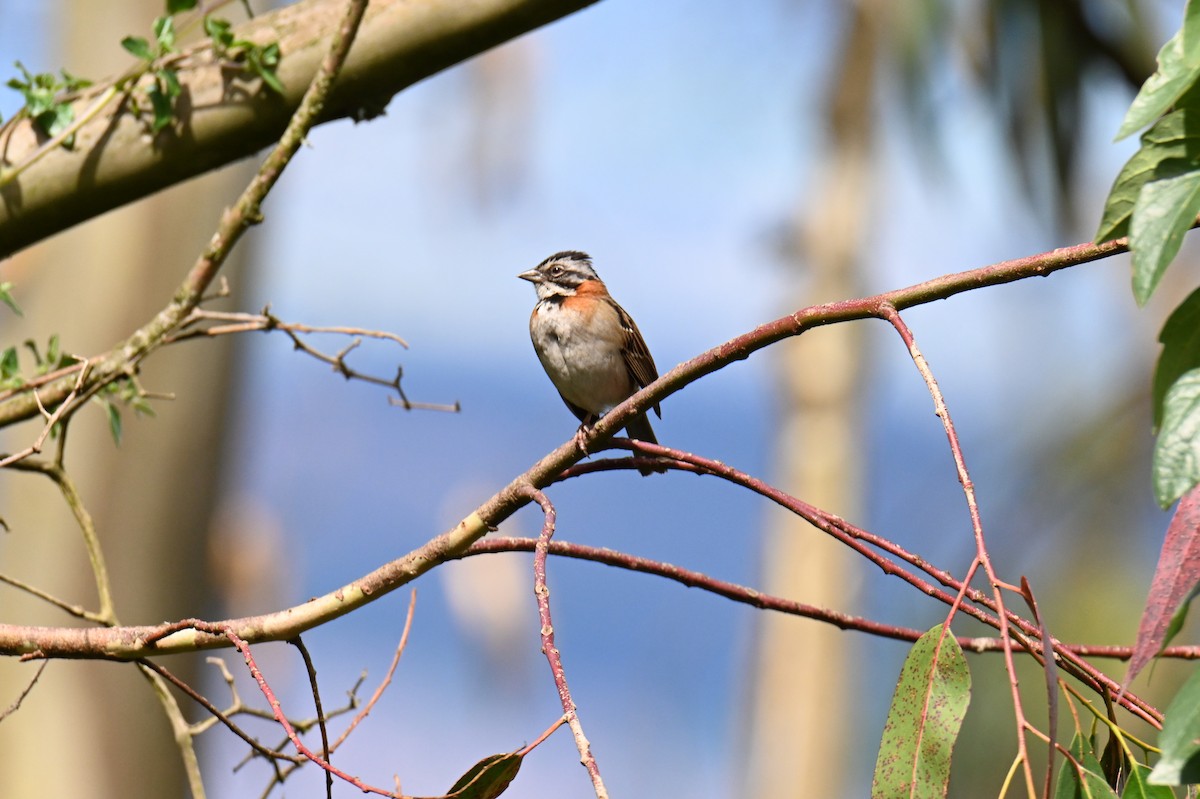 Rufous-collared Sparrow - ML619816336