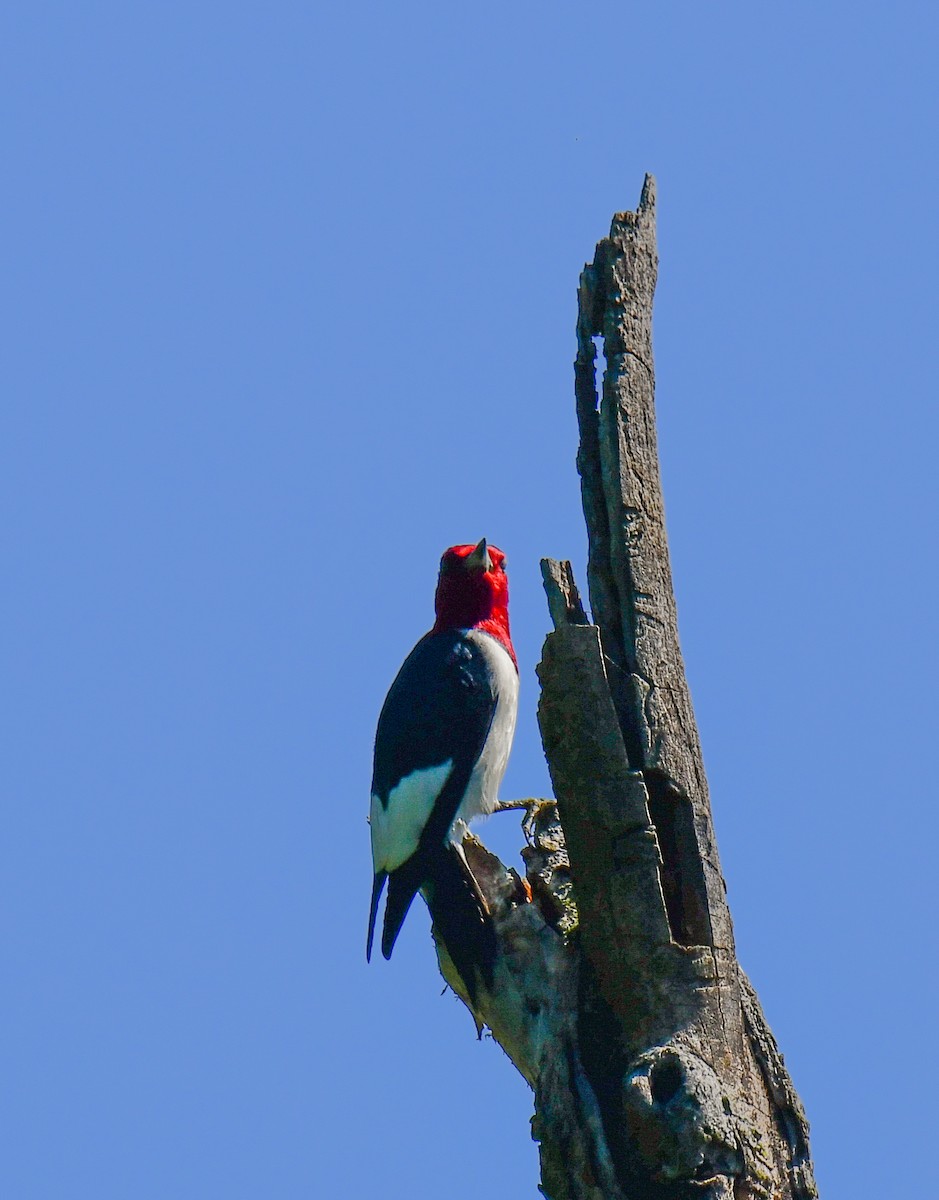 Red-headed Woodpecker - ML619816337