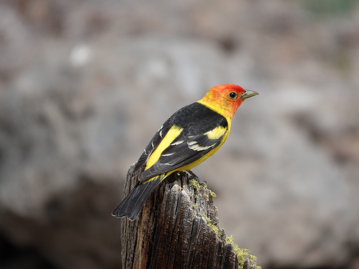 Western Tanager - ML619816342