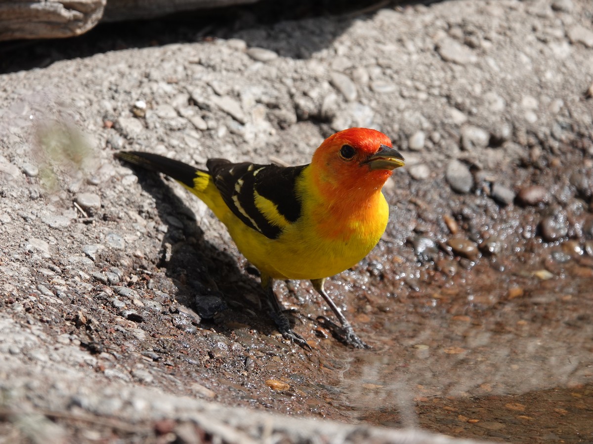 Western Tanager - ML619816344