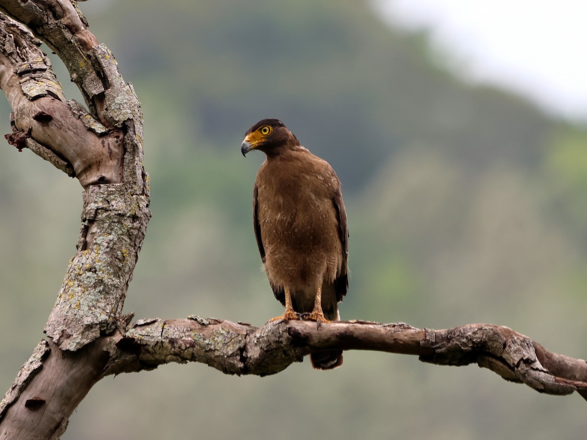 Crested Serpent-Eagle - ML619816355