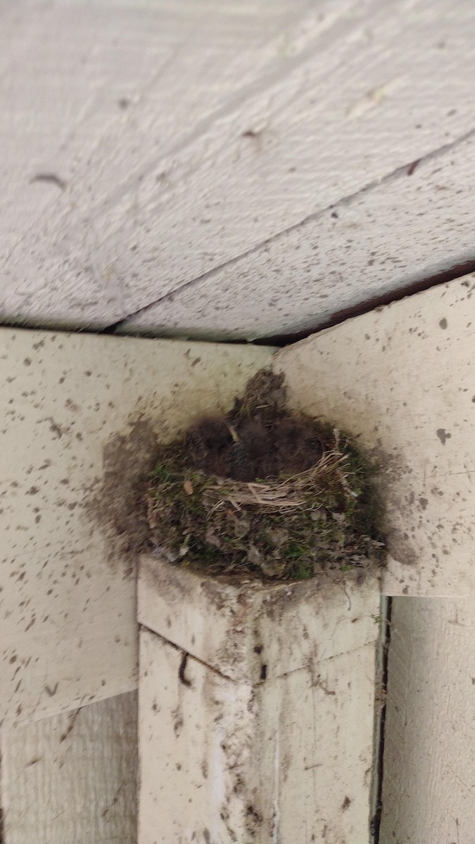 Eastern Phoebe - ML619816376