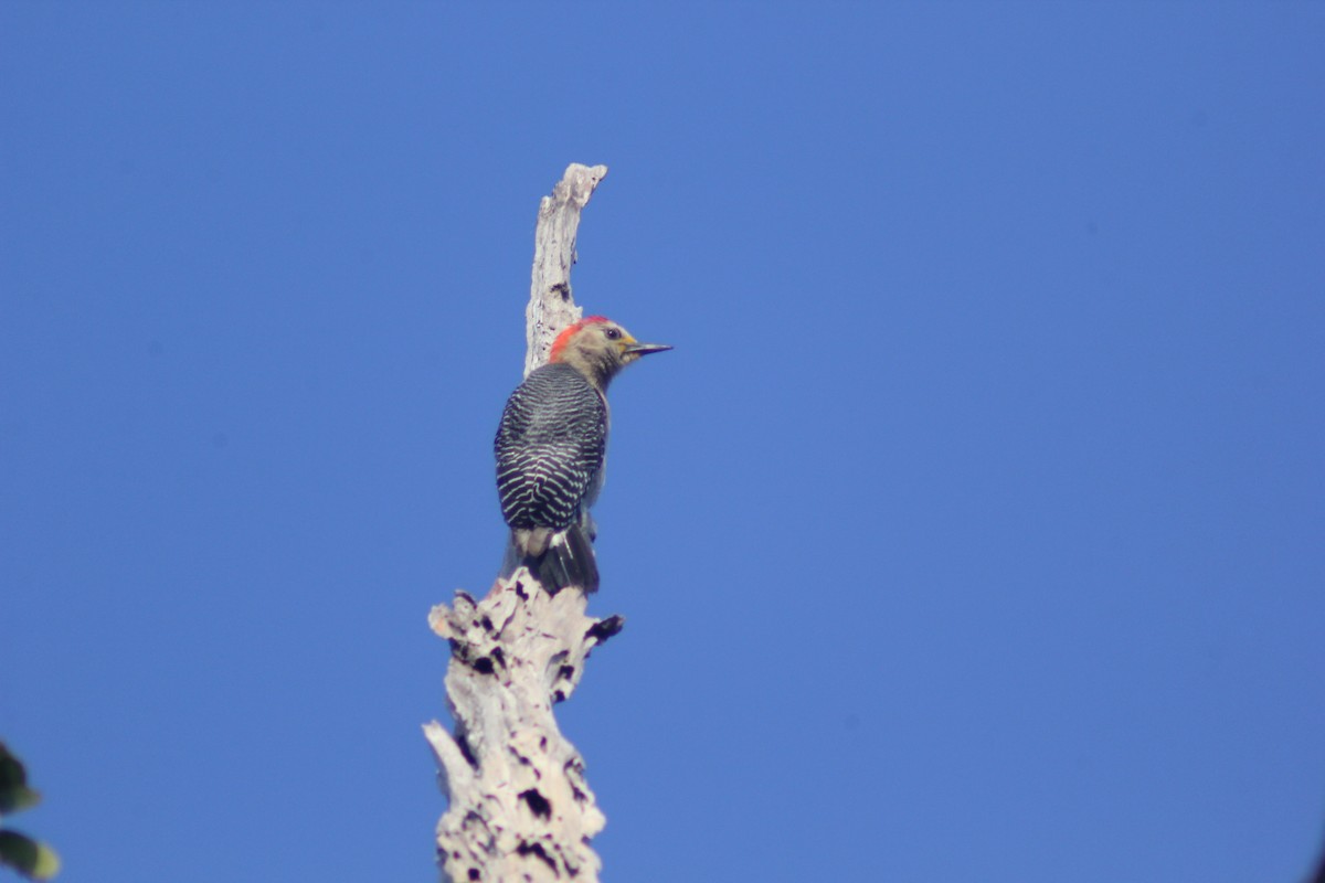 Yucatan Woodpecker - ML619816386