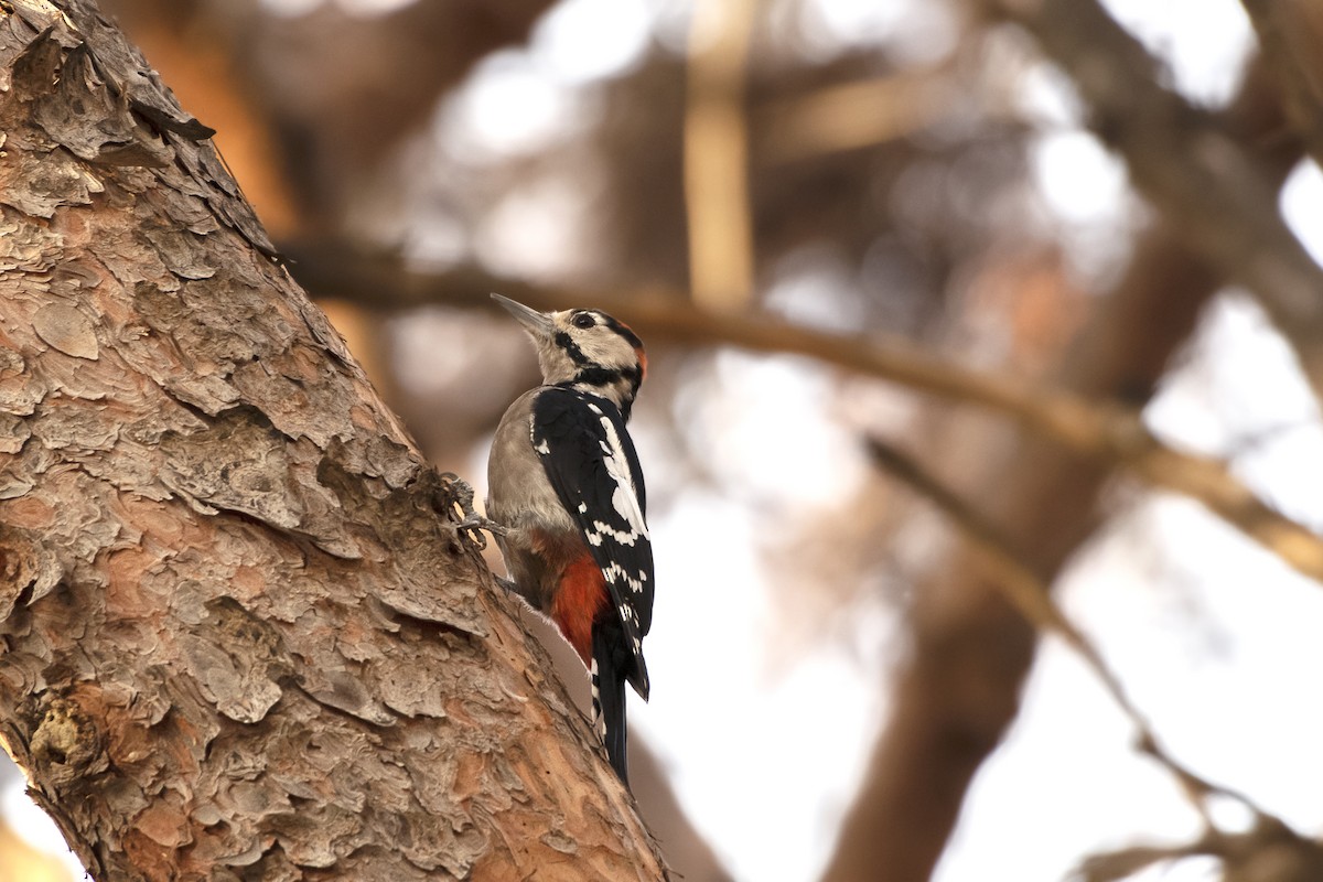 Great Spotted Woodpecker - ML619816390