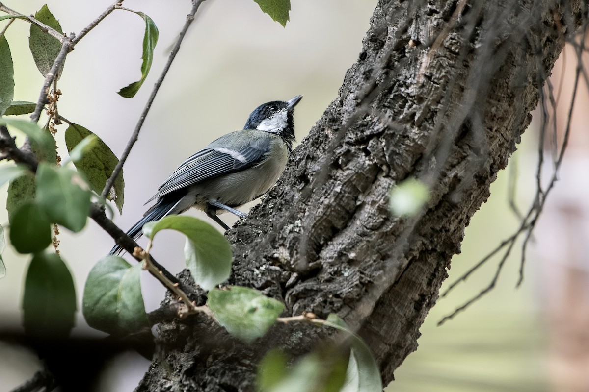 Great Tit - ML619816395