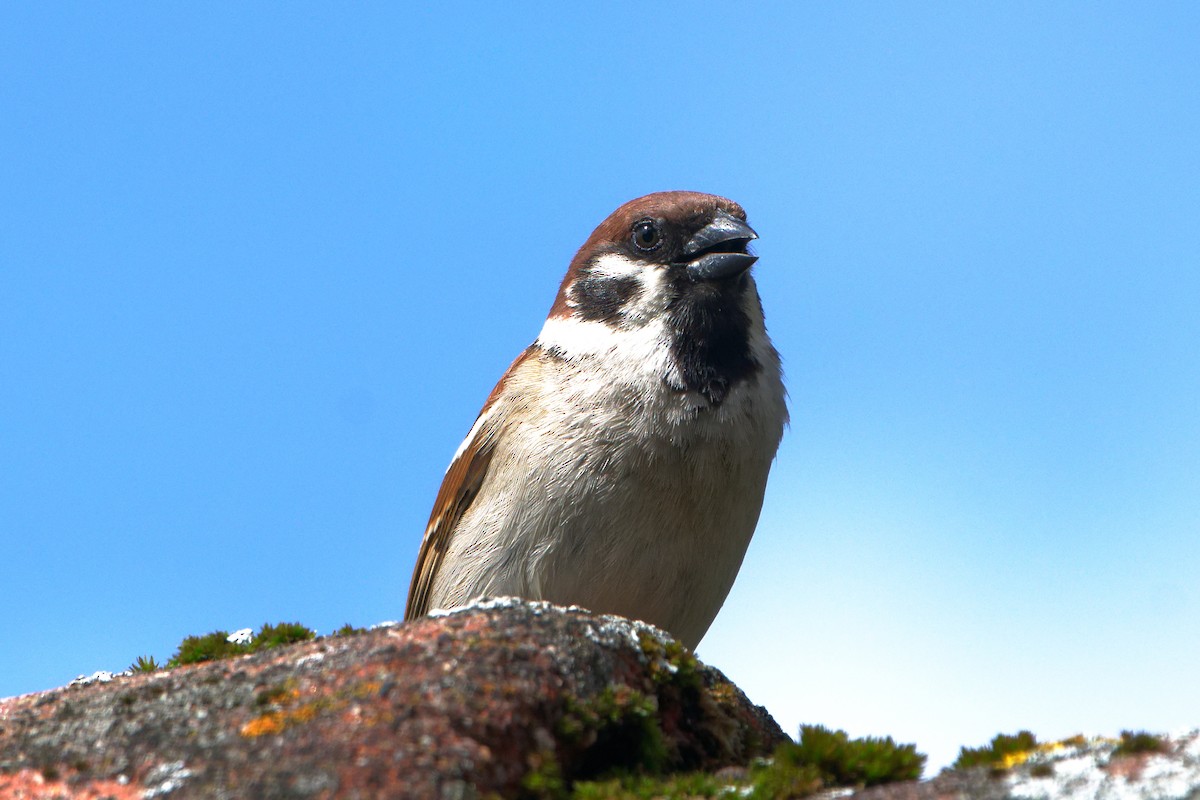 Eurasian Tree Sparrow - ML619816400