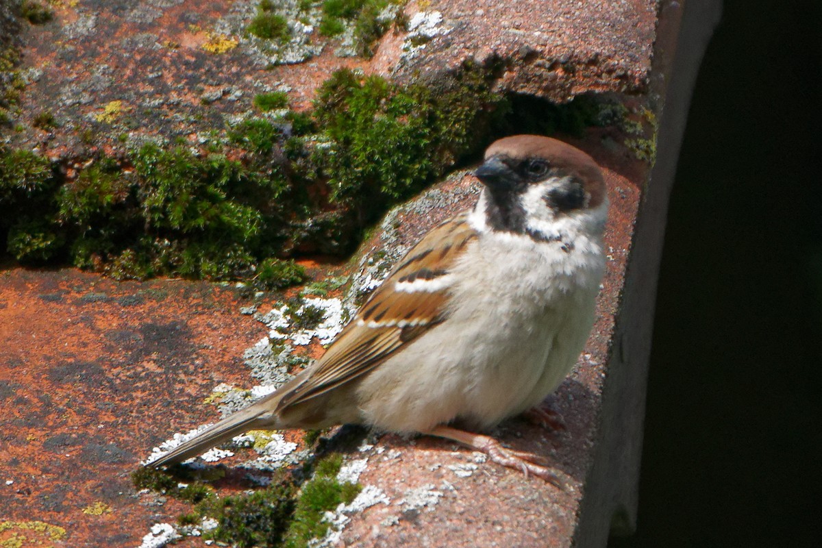 Eurasian Tree Sparrow - ML619816403