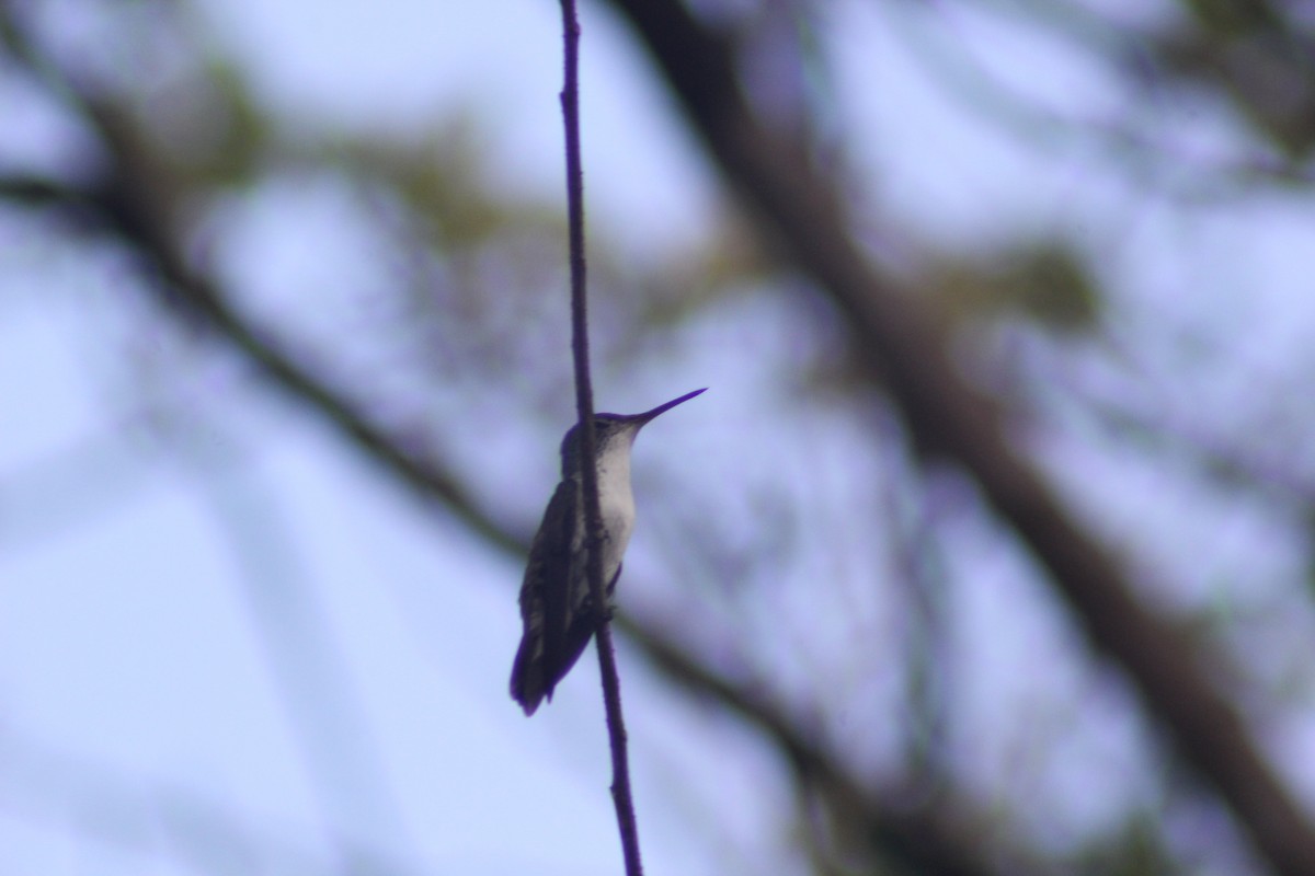 kolibřík helikóniový - ML619816405