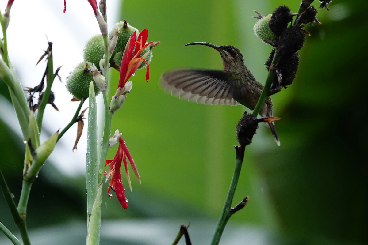 kolibřík ryšavoocasý - ML619816406