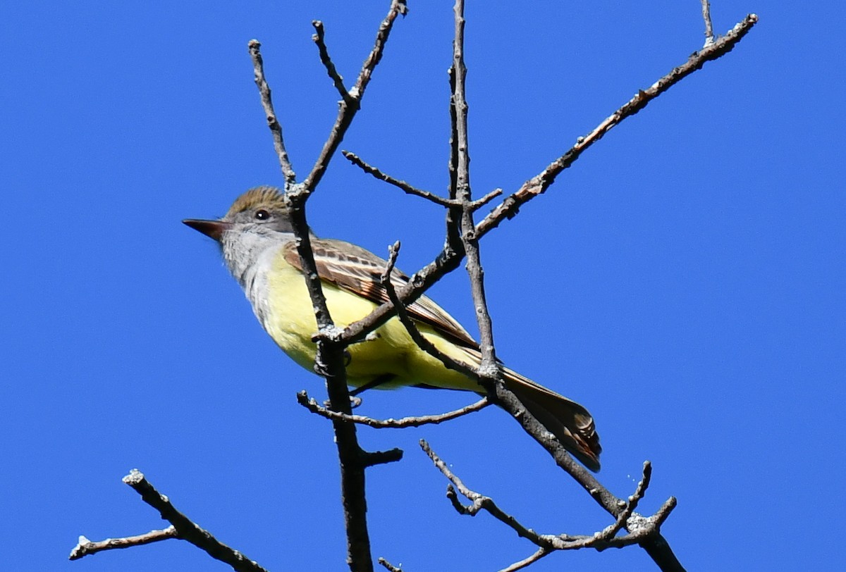 Great Crested Flycatcher - ML619816408