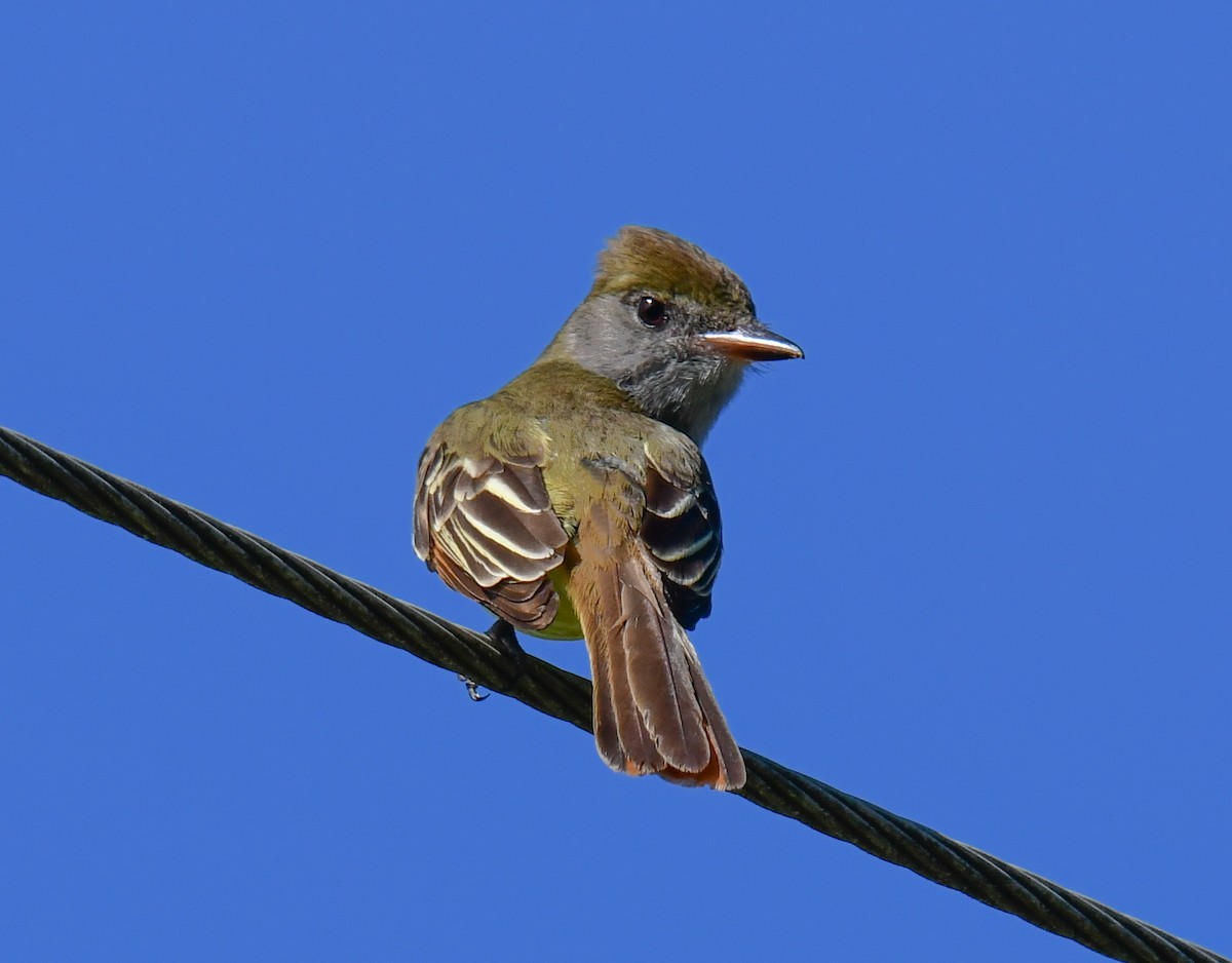 Great Crested Flycatcher - ML619816409