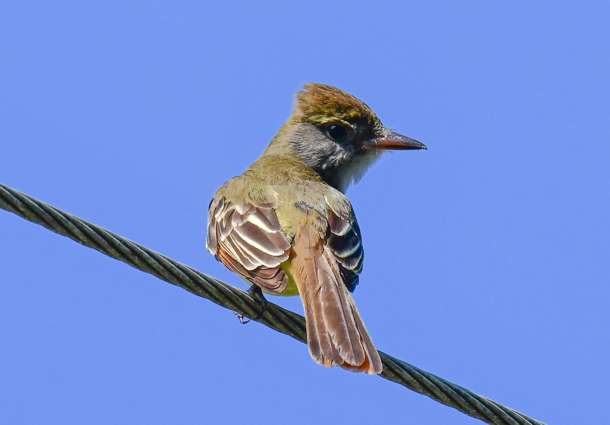 Great Crested Flycatcher - ML619816410