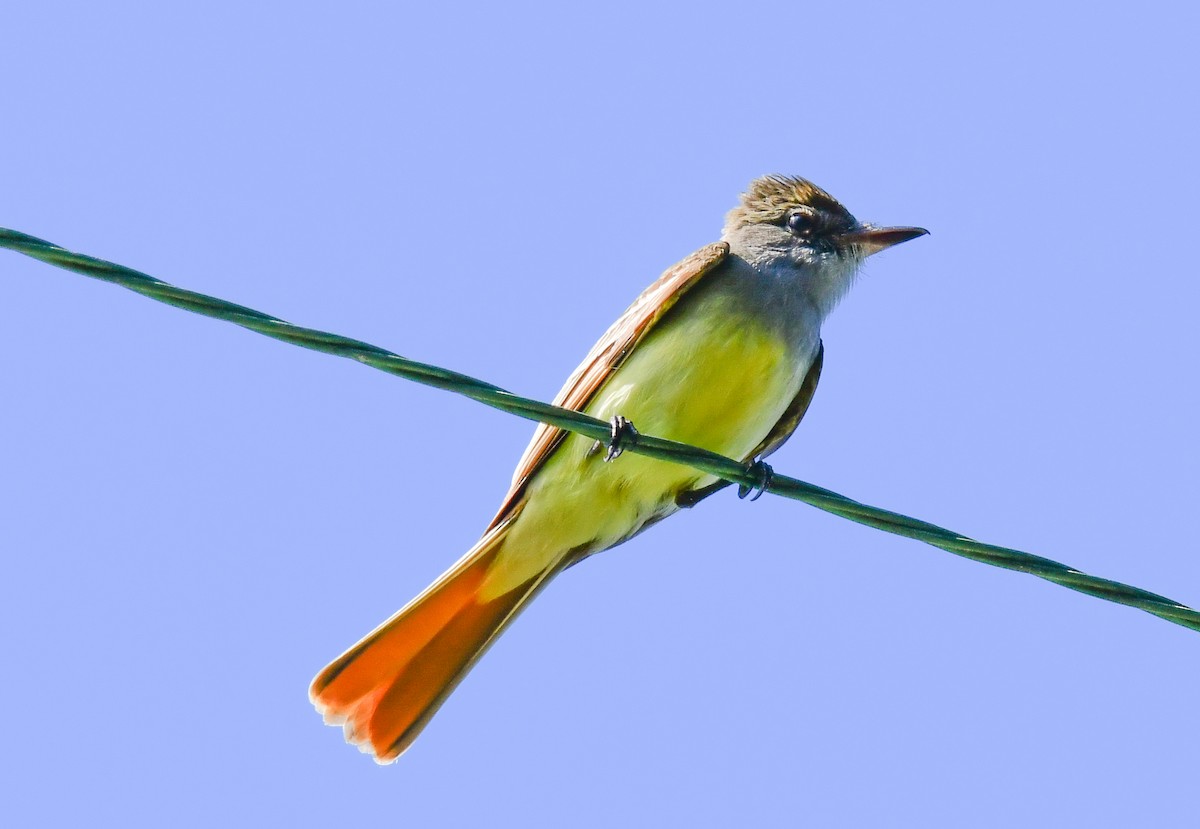 Great Crested Flycatcher - ML619816411