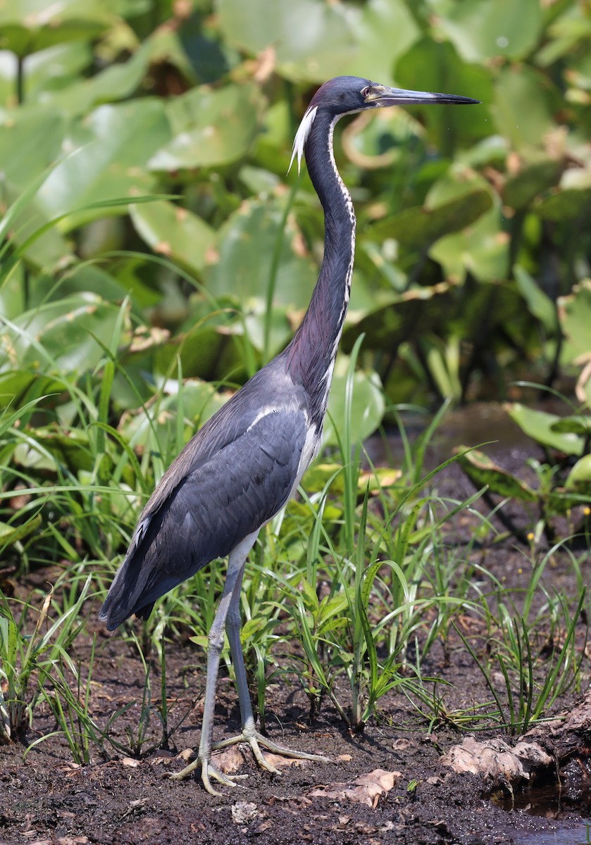 Tricolored Heron - ML619816414