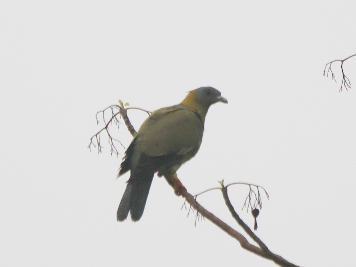 Yellow-footed Green-Pigeon - ML619816429