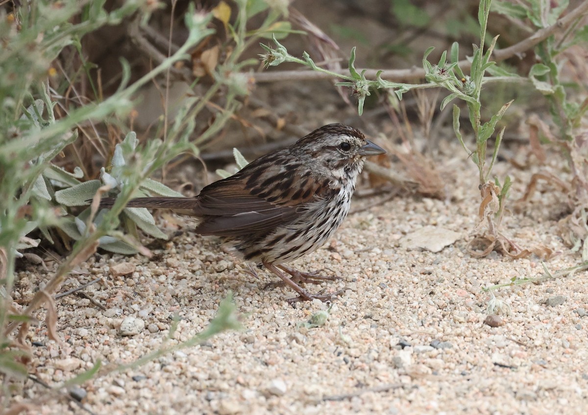 Song Sparrow - ML619816431