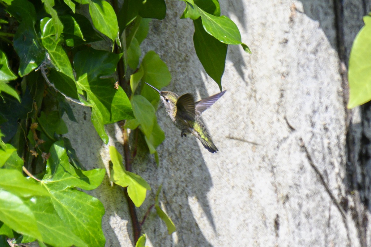 Anna's Hummingbird - ML619816437