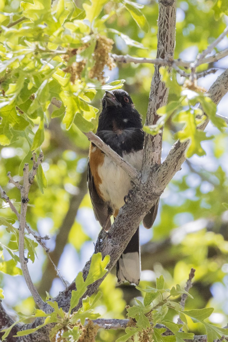 Spotted Towhee - ML619816440