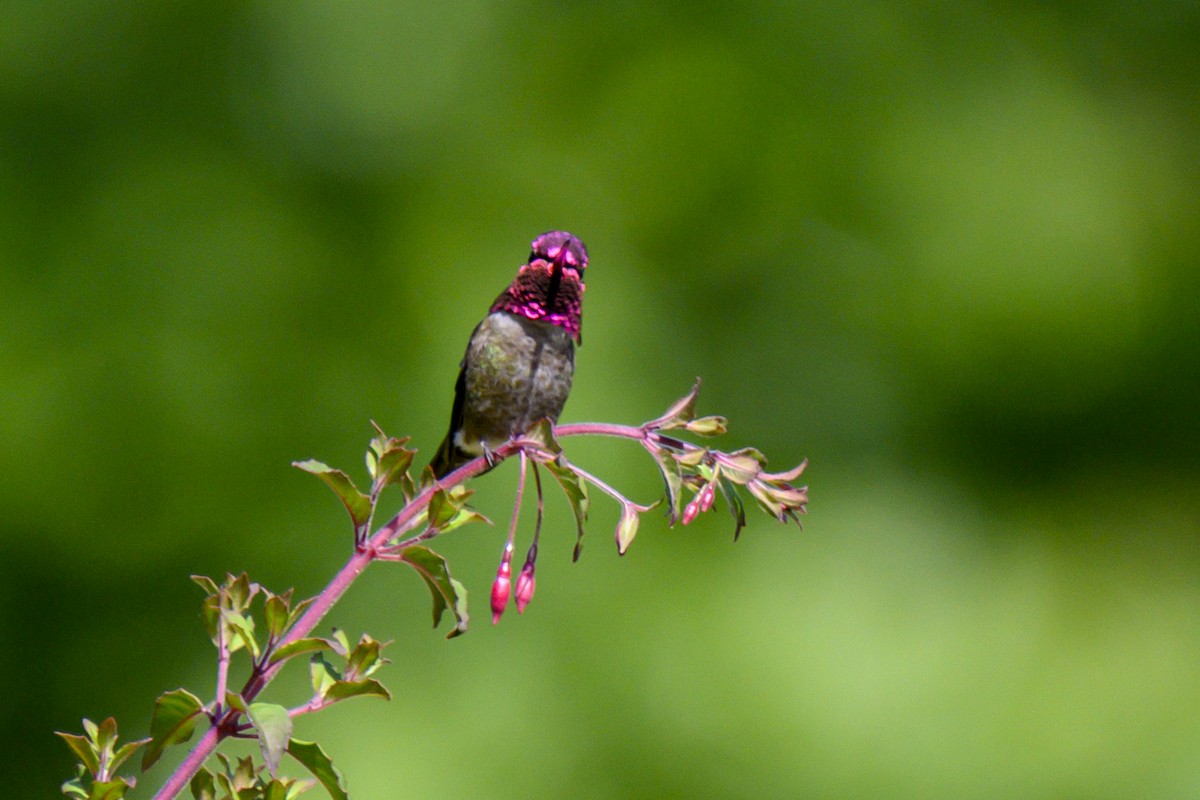 Anna's Hummingbird - ML619816441