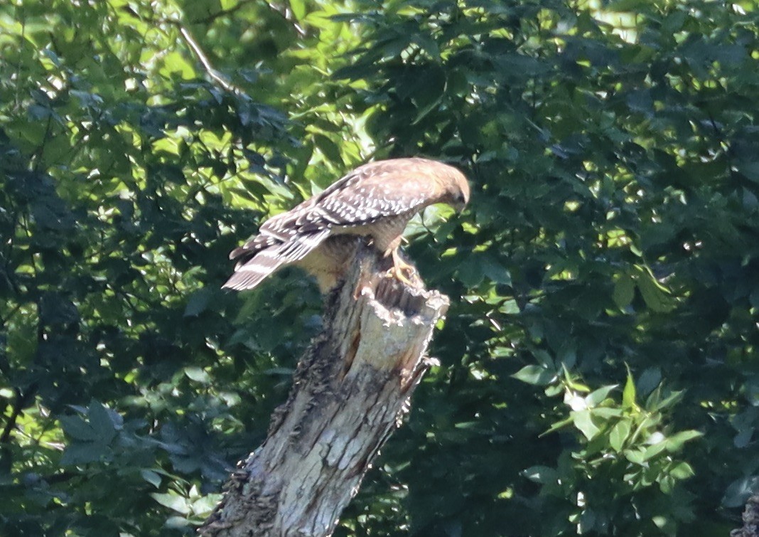 Red-shouldered Hawk - ML619816442