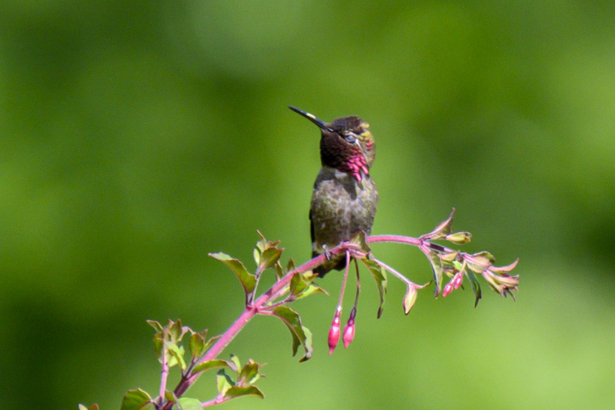 Anna's Hummingbird - ML619816443