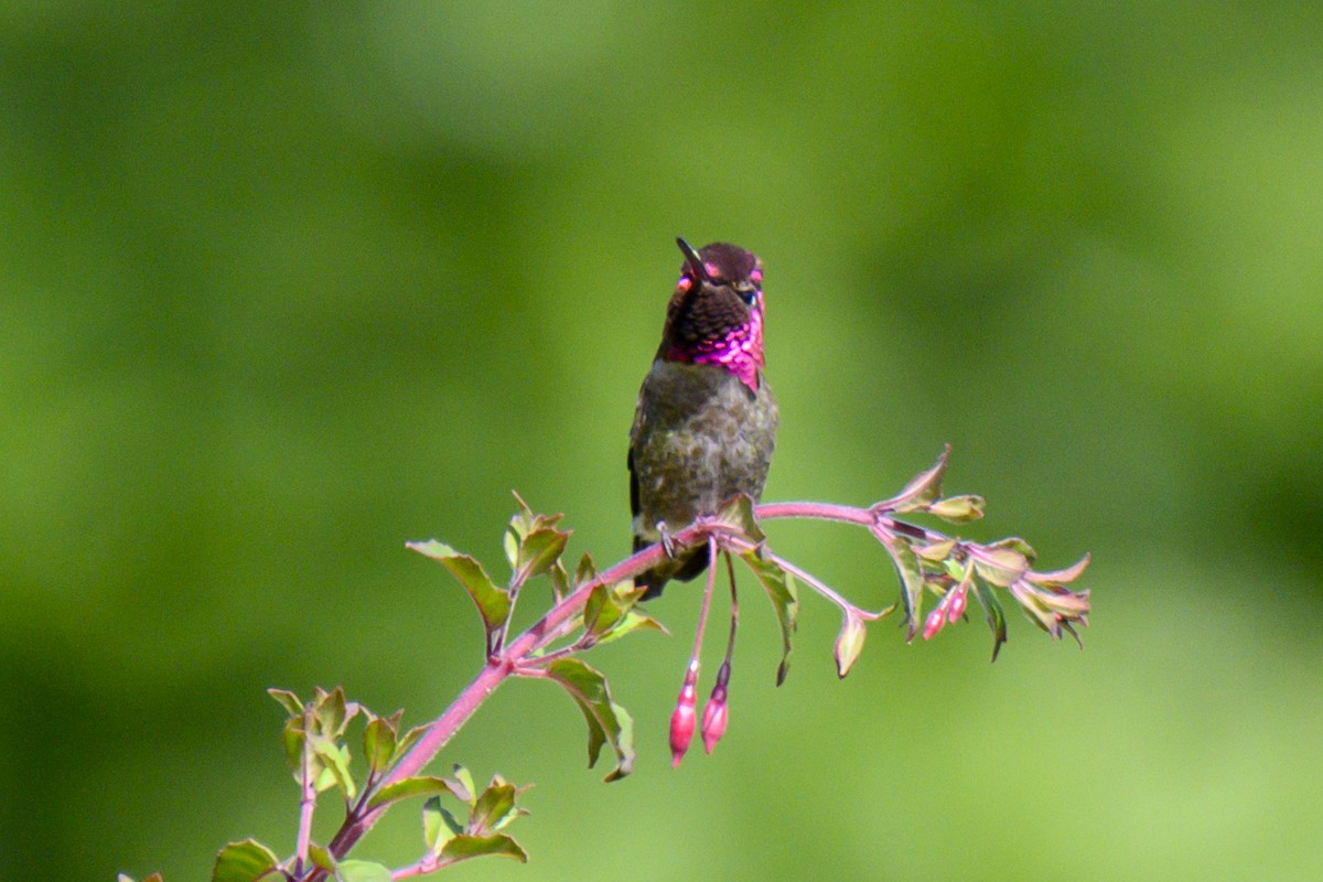 Anna's Hummingbird - ML619816454