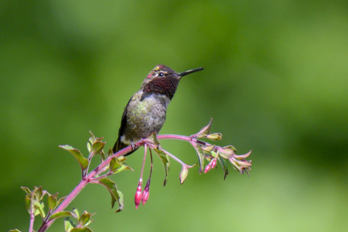 Anna's Hummingbird - ML619816464