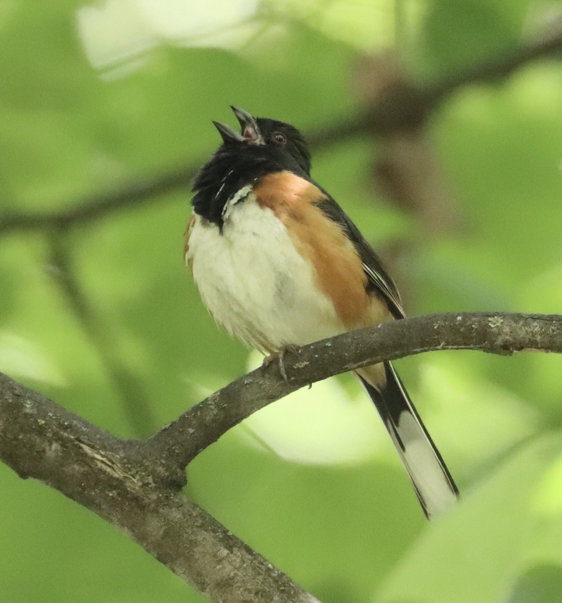 Eastern Towhee - ML619816469