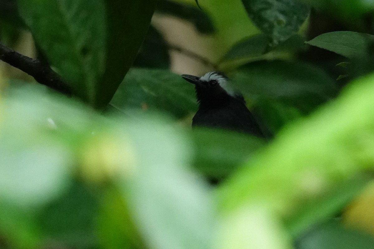 White-browed Antbird - ML619816471