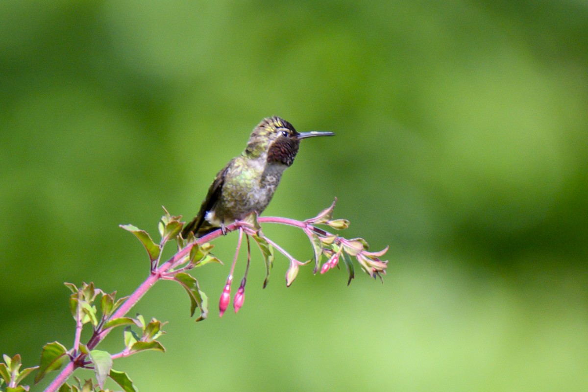 Anna's Hummingbird - ML619816472