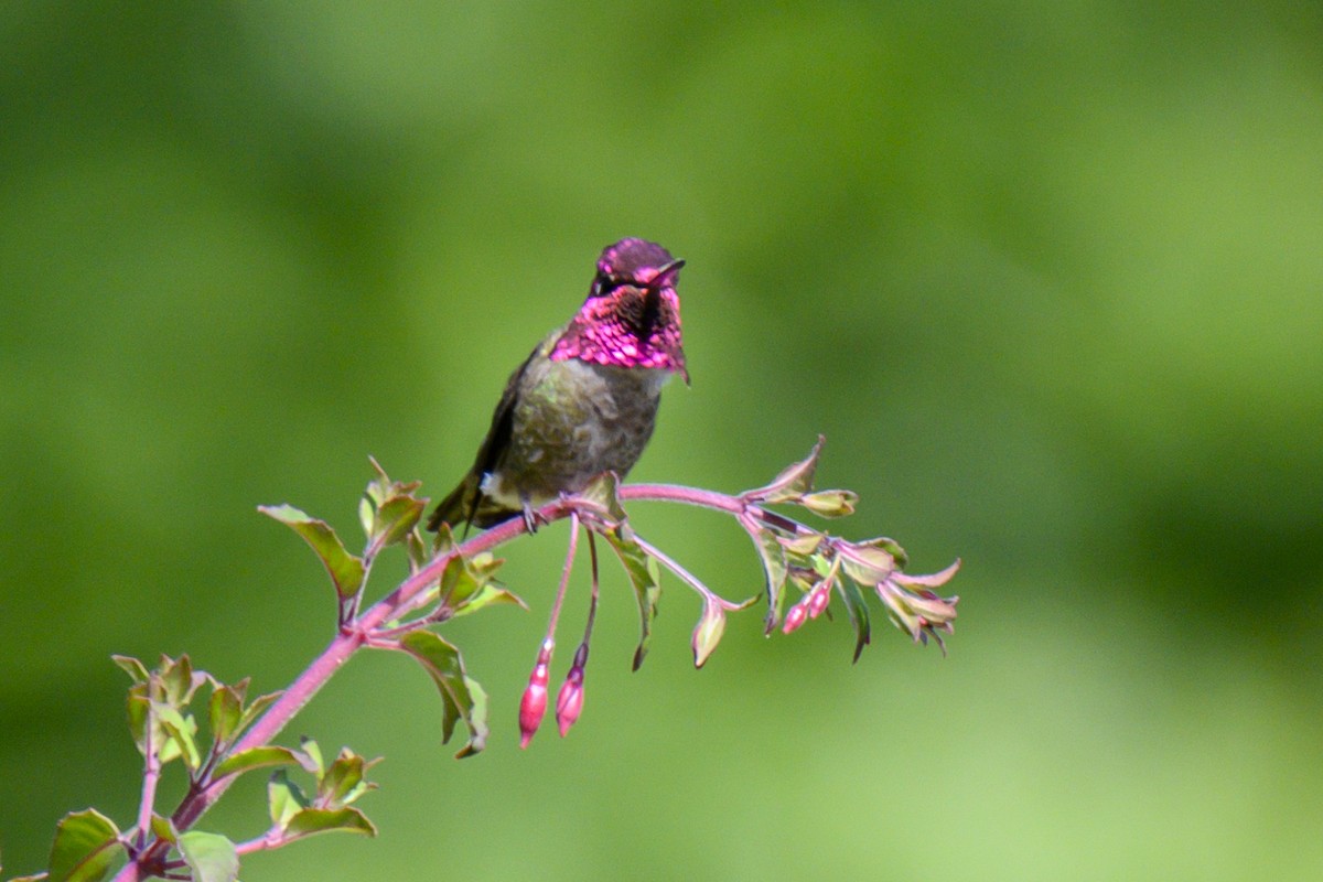 Anna's Hummingbird - ML619816477