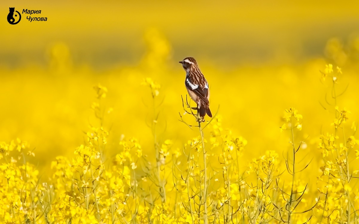 Whinchat - ML619816498