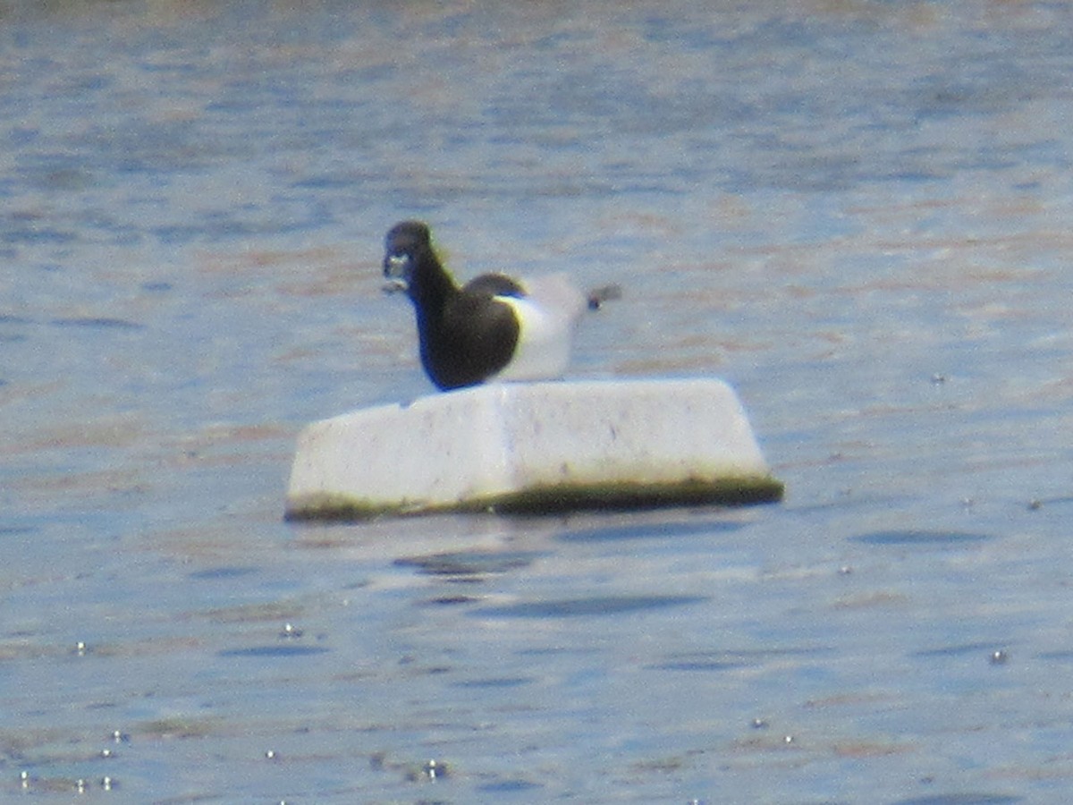 Ring-necked Duck - ML619816504