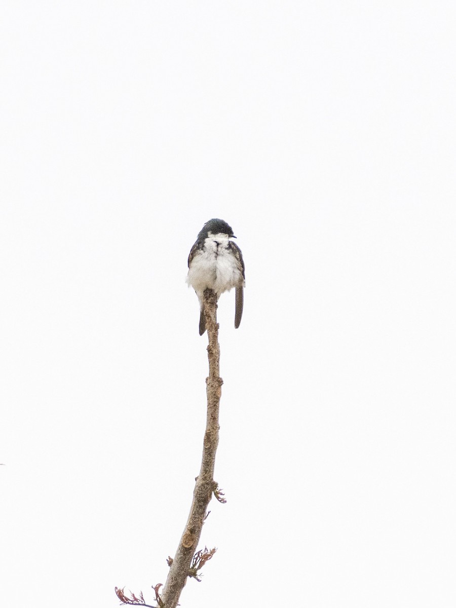 Tree Swallow - ML619816516