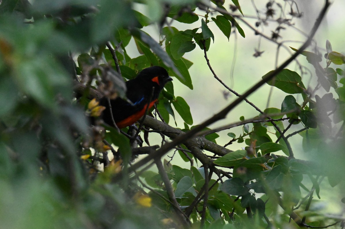Scarlet-bellied Mountain Tanager - ML619816517