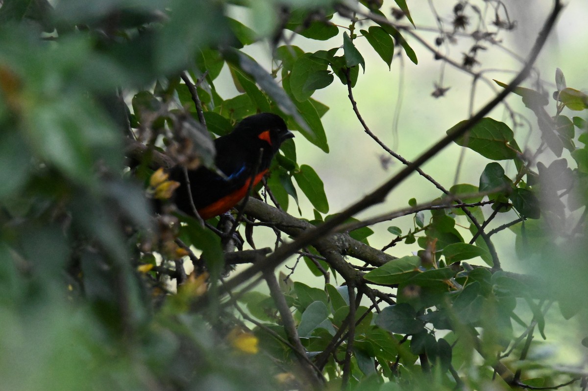 Tangara Ventriescarlata - ML619816517