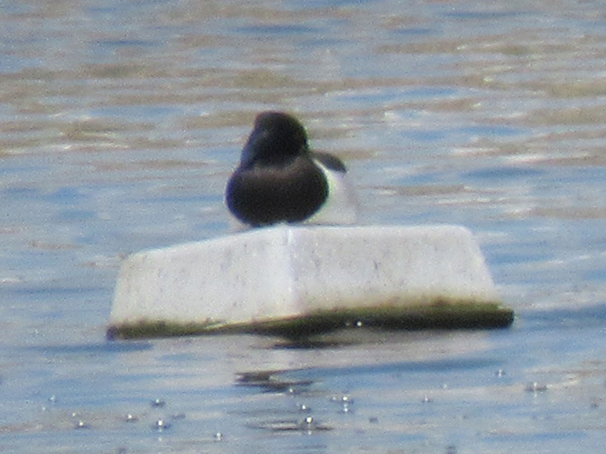 Ring-necked Duck - ML619816518
