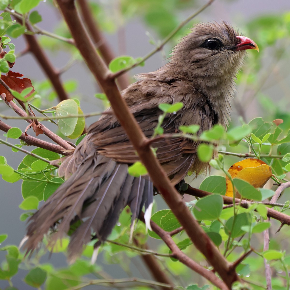 Sirkeer Malkoha - ML619816521