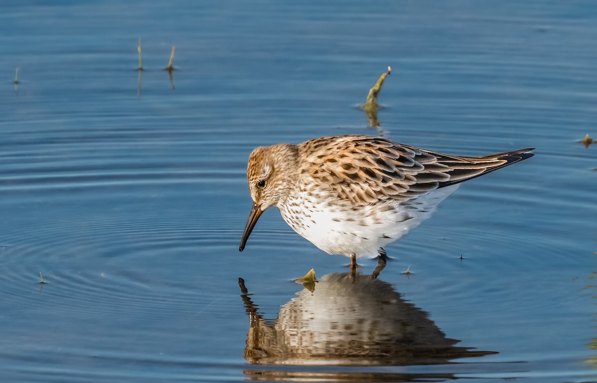 White-rumped Sandpiper - ML619816544