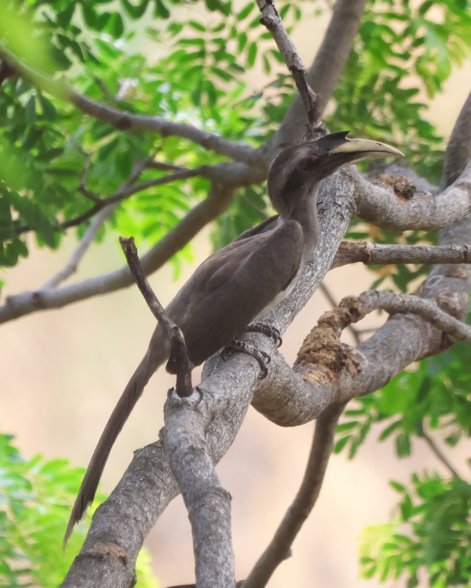 Indian Gray Hornbill - ML619816550