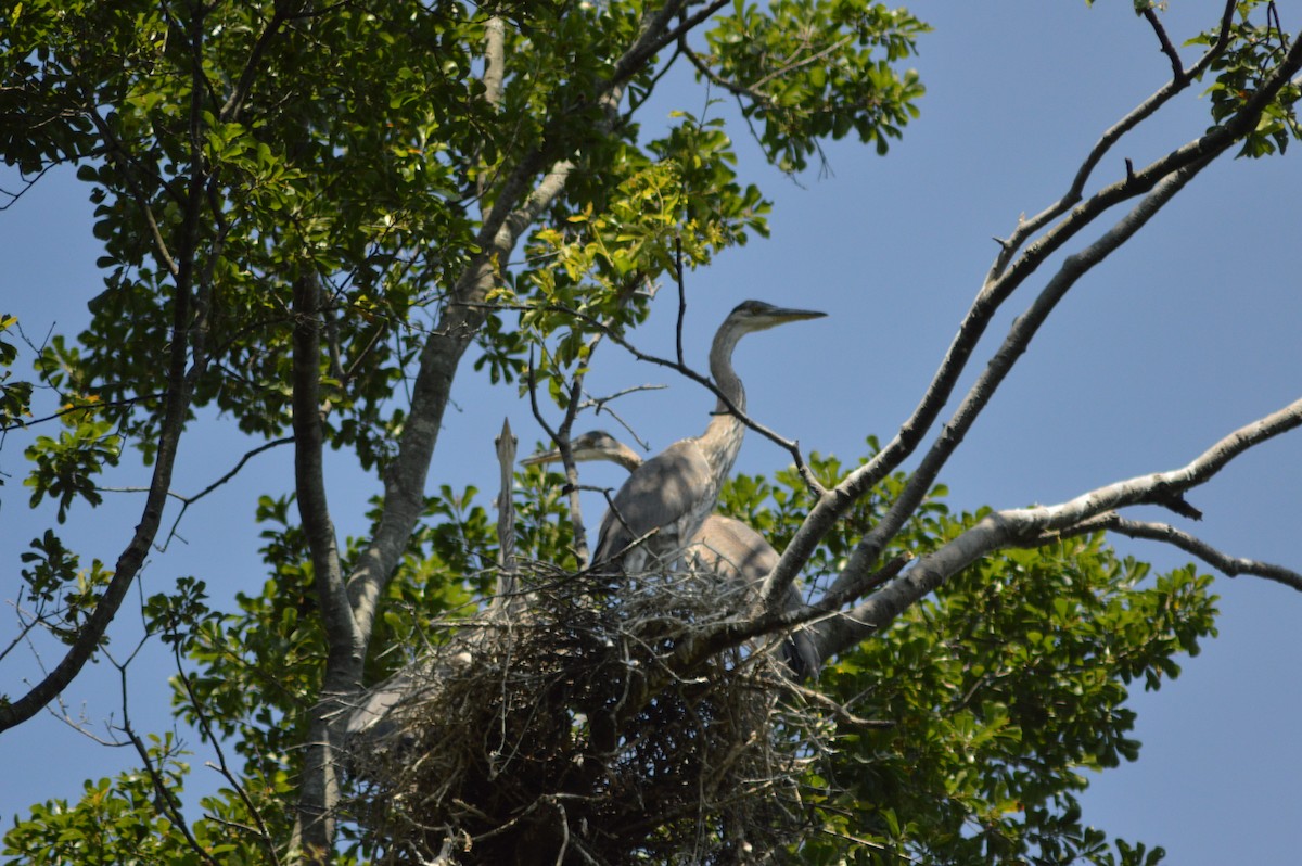 Great Blue Heron - ML619816568