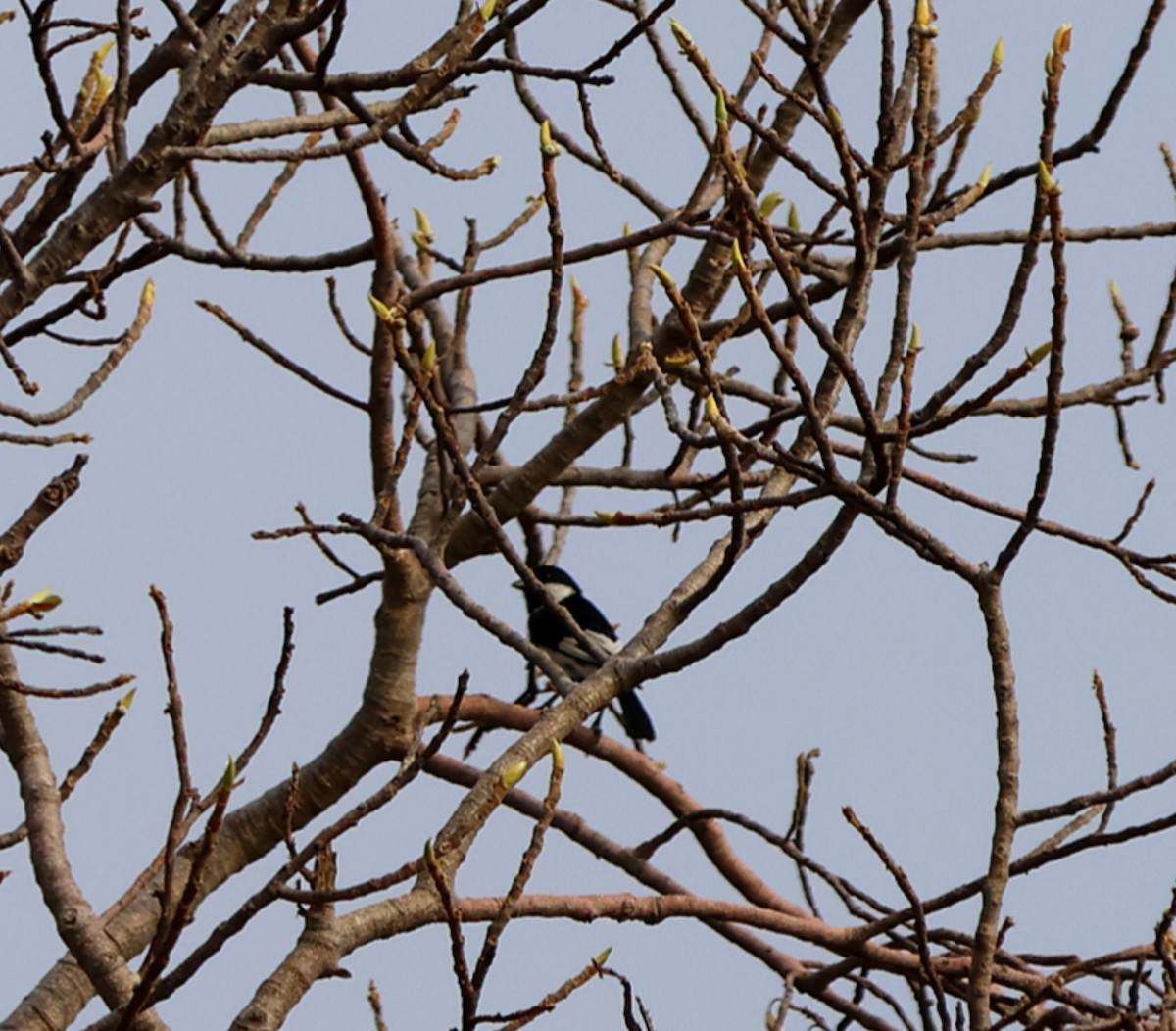 White-naped Tit - ML619816571